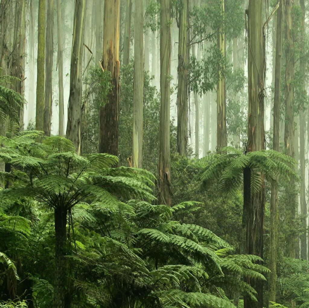 Lush forest with tall trees and dense green ferns covered in mist